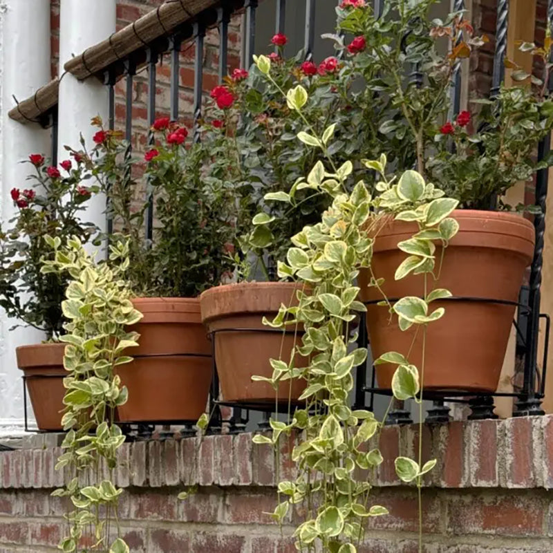 Indoor/Outdoor Plant Hanging Rack
