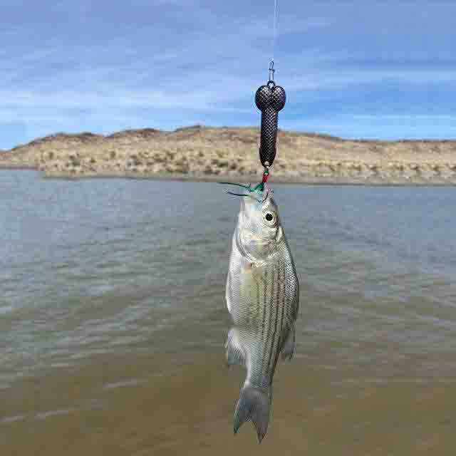 Spoonbait Penis Lure